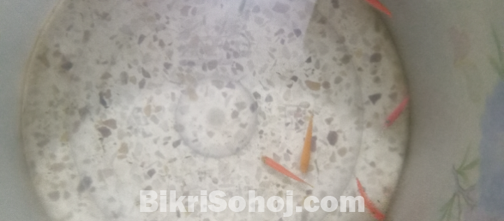 বিগ জেবরা ফিশ সেল দেওয়া হবে